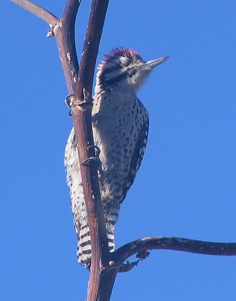  Ladder-backed woodpecker (male)